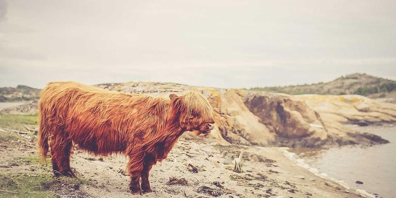 国潮崛起：从文化认同到设计创新，解码中国时尚潮流新资讯